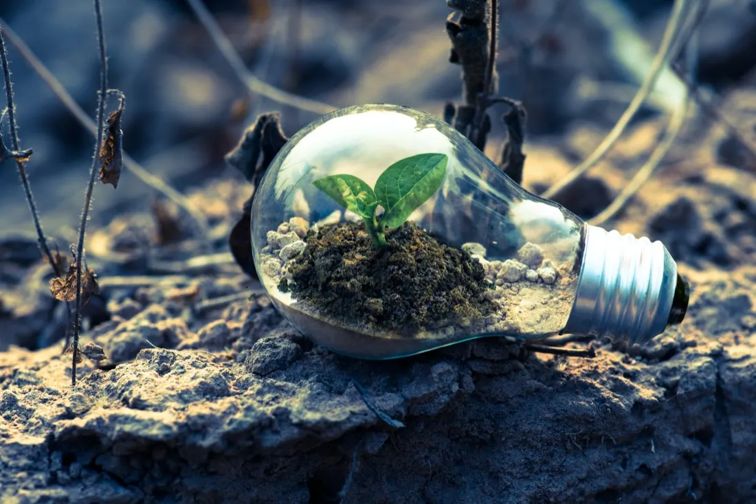 A seedling sprouting from soil inside a lightbulb, symbolising the growth of green jobs