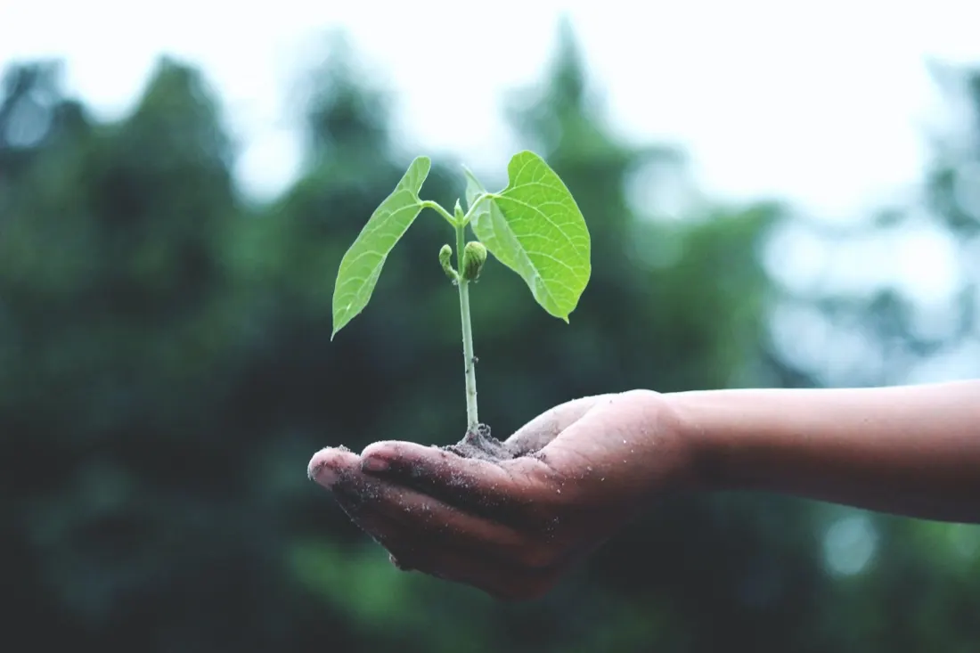 Hand cupping a small green seedling with soil, symbolising global sustainability goals for SMEs